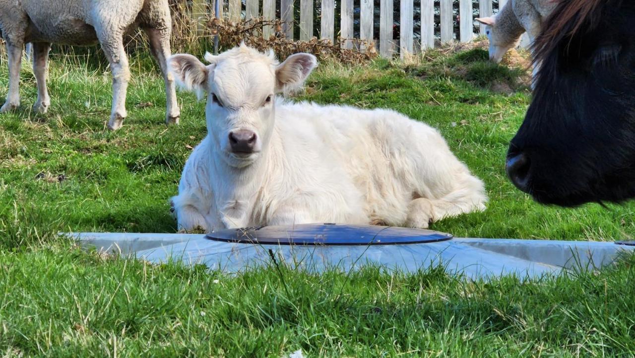 Ruby'S Cottage Farm Stay Порт Артур Екстериор снимка